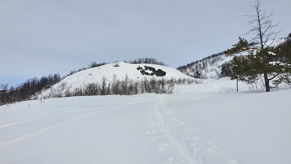 Mot Nedre Liarberget