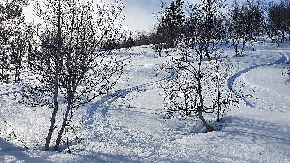 Nydelig føre i skogen 