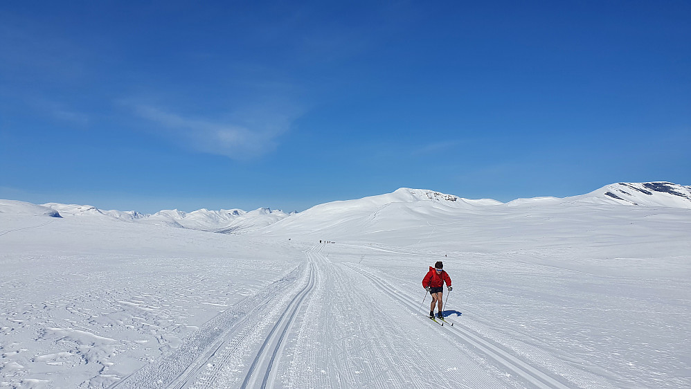 Arne i fin  stakestil  