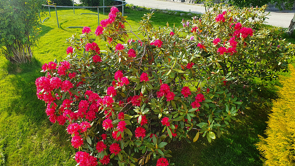 Rododendron i hagen 