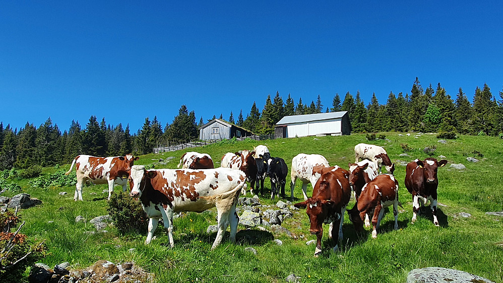 Ungdyrene trives på sommerbeite på setra