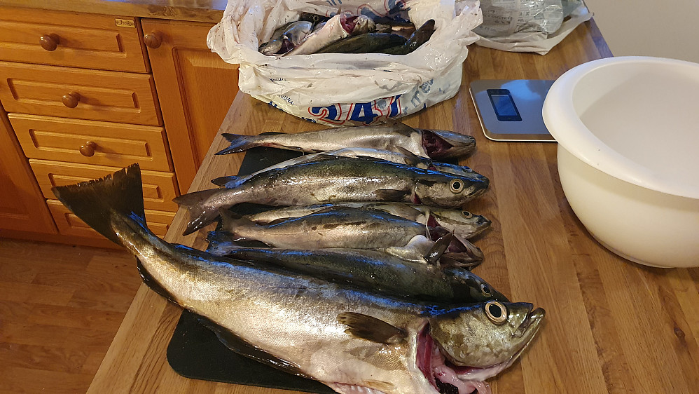 37 fisker med hjem (sei og lyr), og sikkert like mange mistet (spesielt de store). Moro å fiske når det koker i havet. Dessverre ble fisketuren avløst av kraftig omgangssyke..