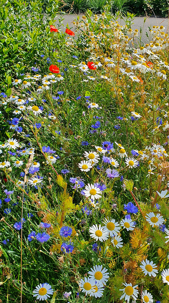 Blomstereng 