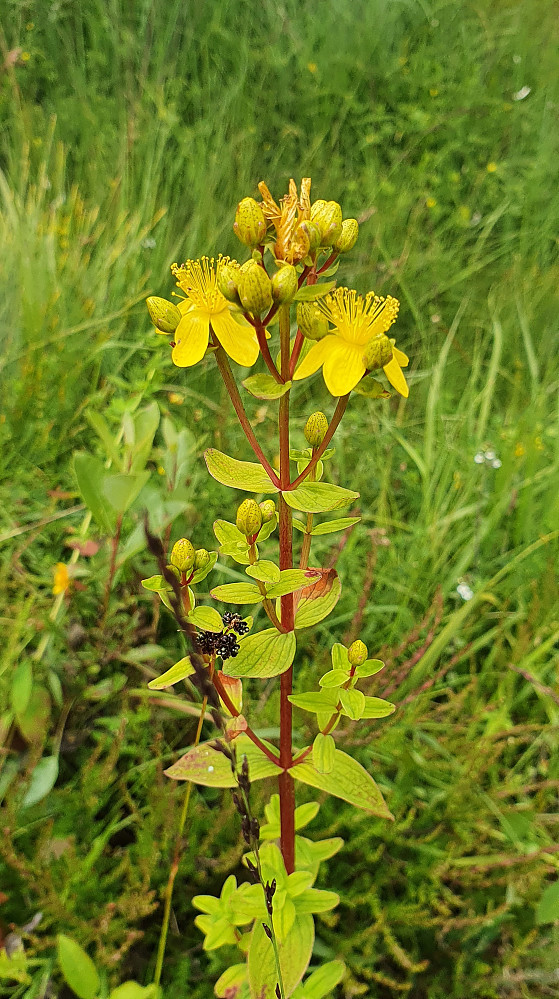 Firkantperikum