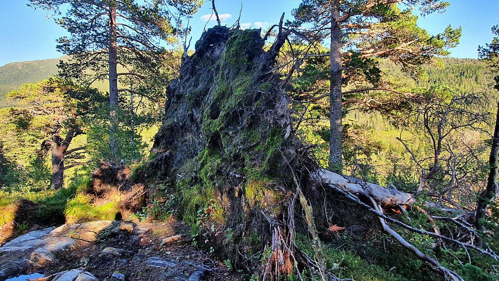 Skikkelig rotvelte ved Merrahaugen 