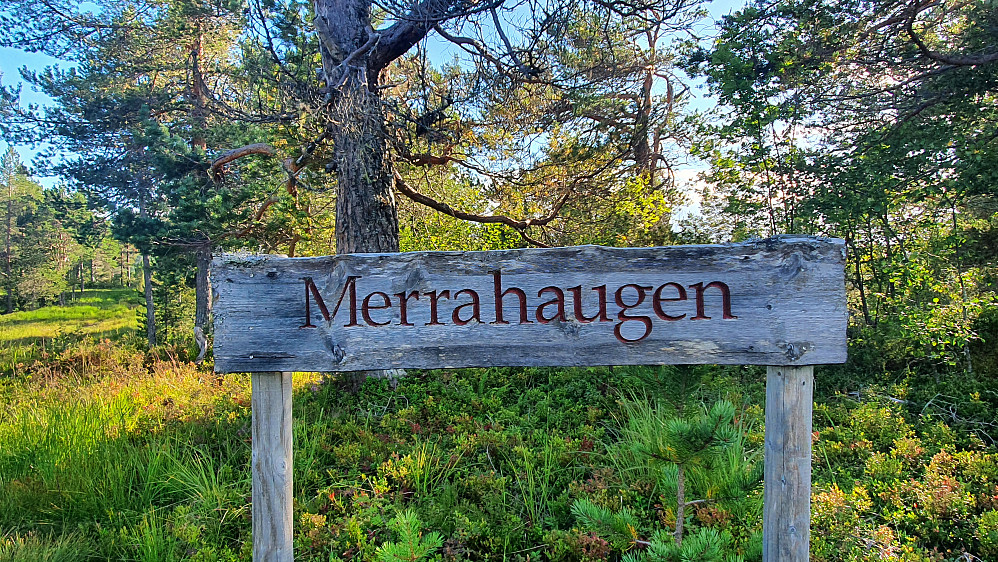 Litt blåbærplukking rundt Merrahaugen etter tur