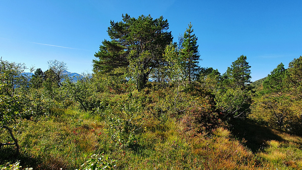 Gjøafjellet