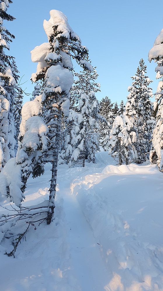 Opp Randoløypa. Ca 70 cm snø i skogen.