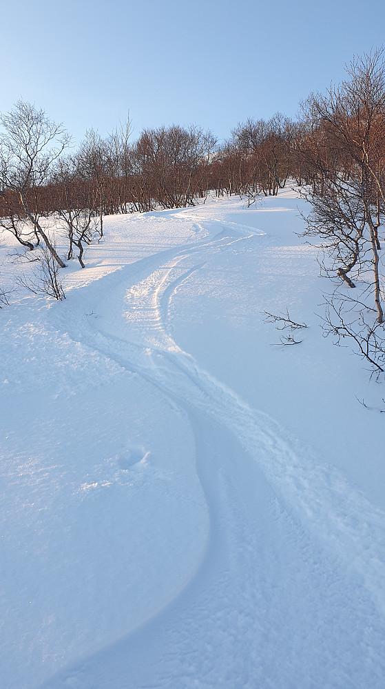 Nydelig i skogen
