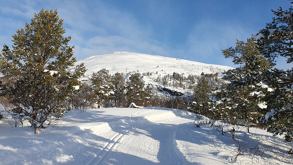 Nystuguberget - mot Bjorlitoppen