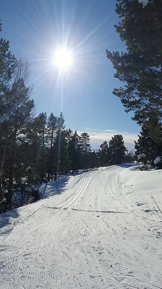 Langrennsløypa fra Jensgurilia 