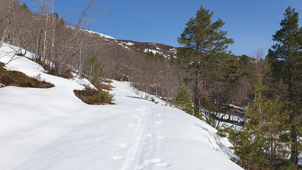 Skogsvegen mot Østfjella, noen snøfrie områder der nå, men skiene på hele vegen.