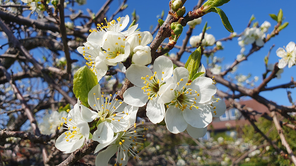 Fruktblomstring (plomme)