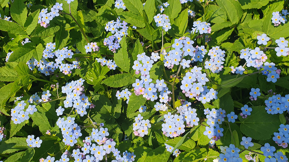 Forglemmegei
