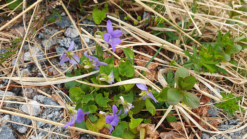 Skogfiol