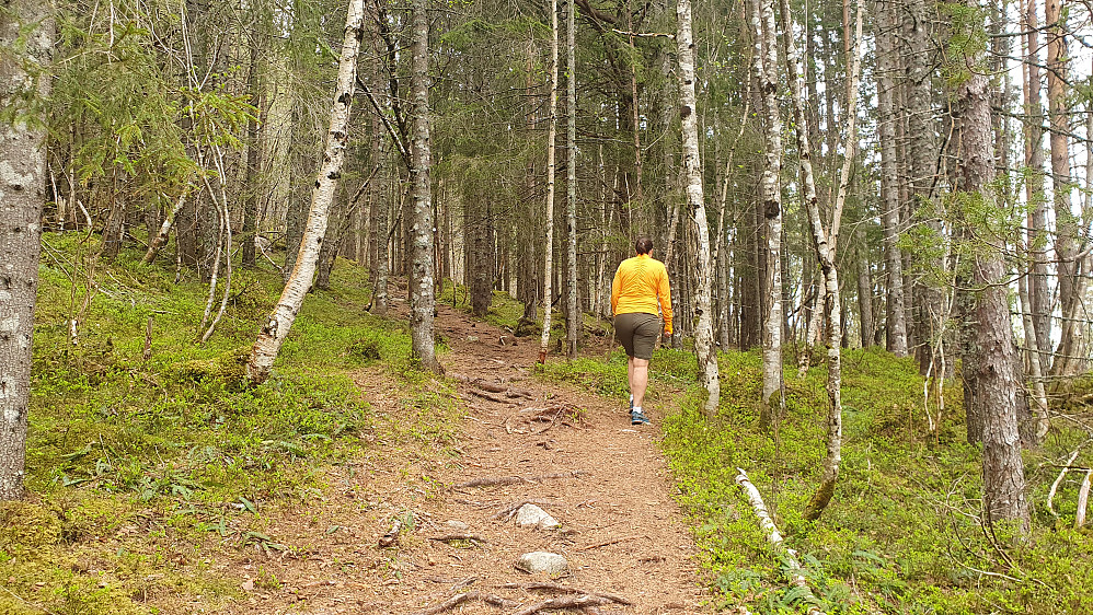 Vår og fuglesang i skogen 