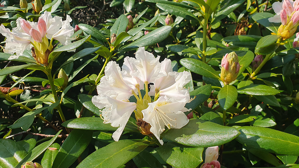 Rhododendronen blomstrer i Reknesparken