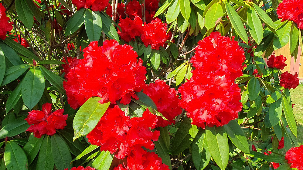 Rhododentron i bygata på Romsdalsmuseet
