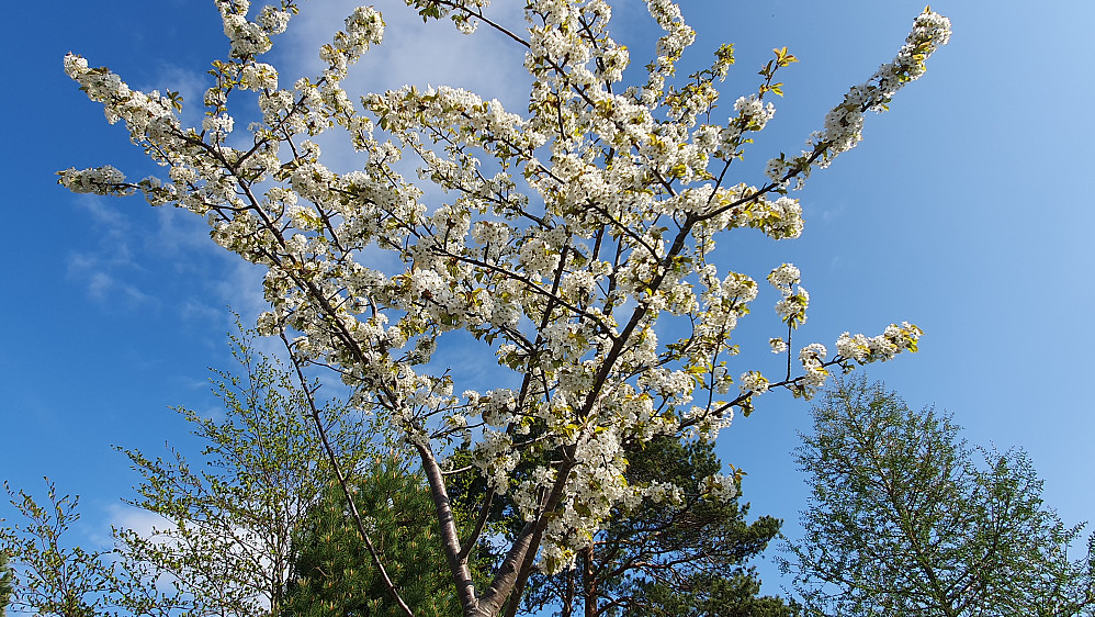 Fruktblomstring ved Rekneshaugen (kirsebær) 