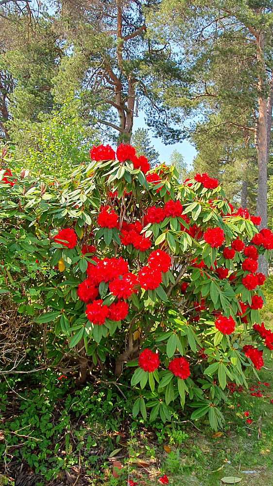 Rhododendron i bygata på Romsdalsmuseet