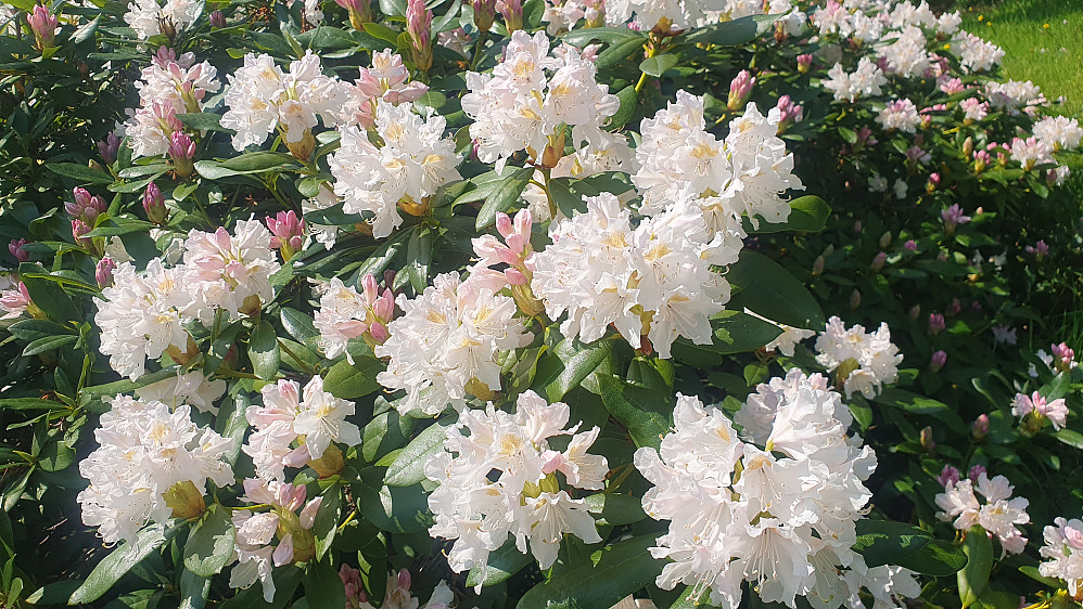 Rhododendron i Reknesparken