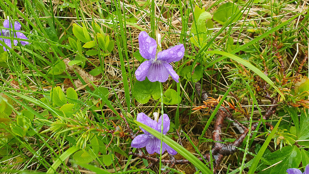 Skogfiol