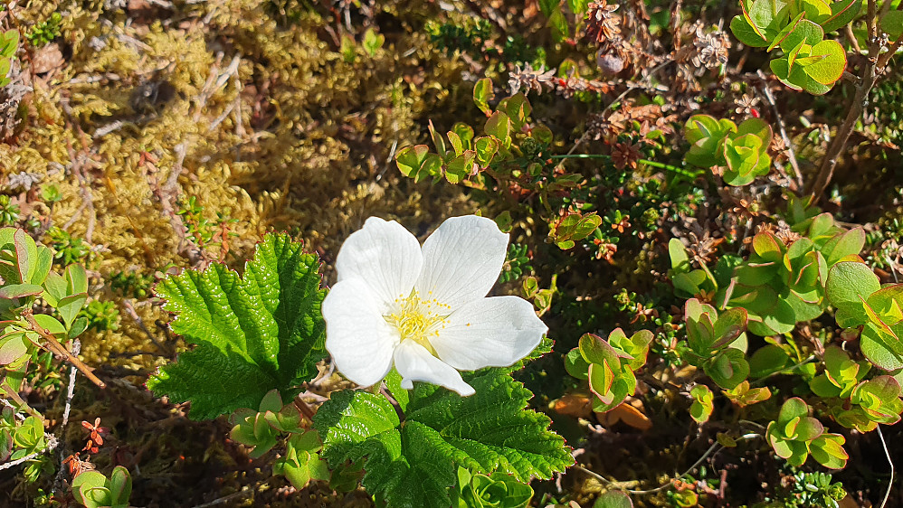 Molteblomst
