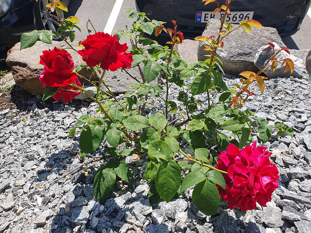 Rose rett utenfor kontoret