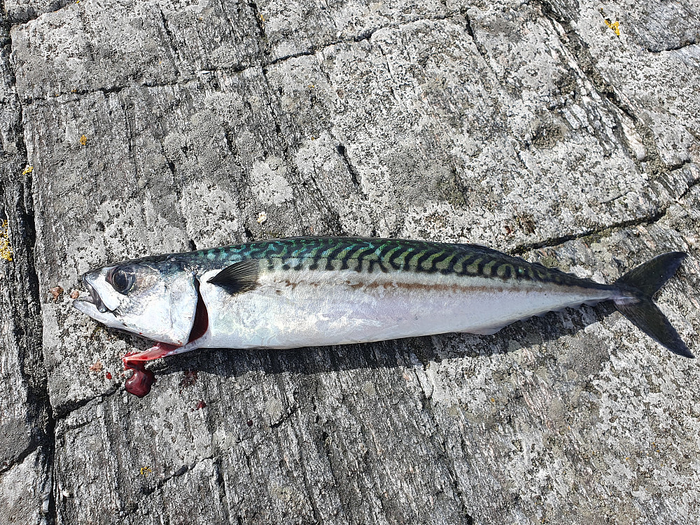 En solid makrell ble dagens fangst (smakte fortreffelig til middag) 