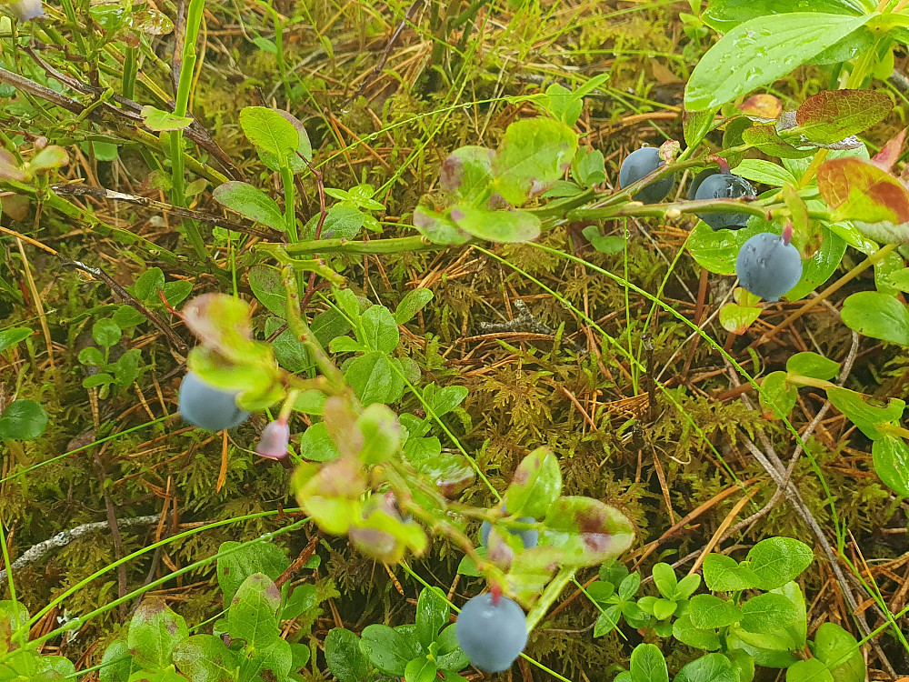 Blåbær 