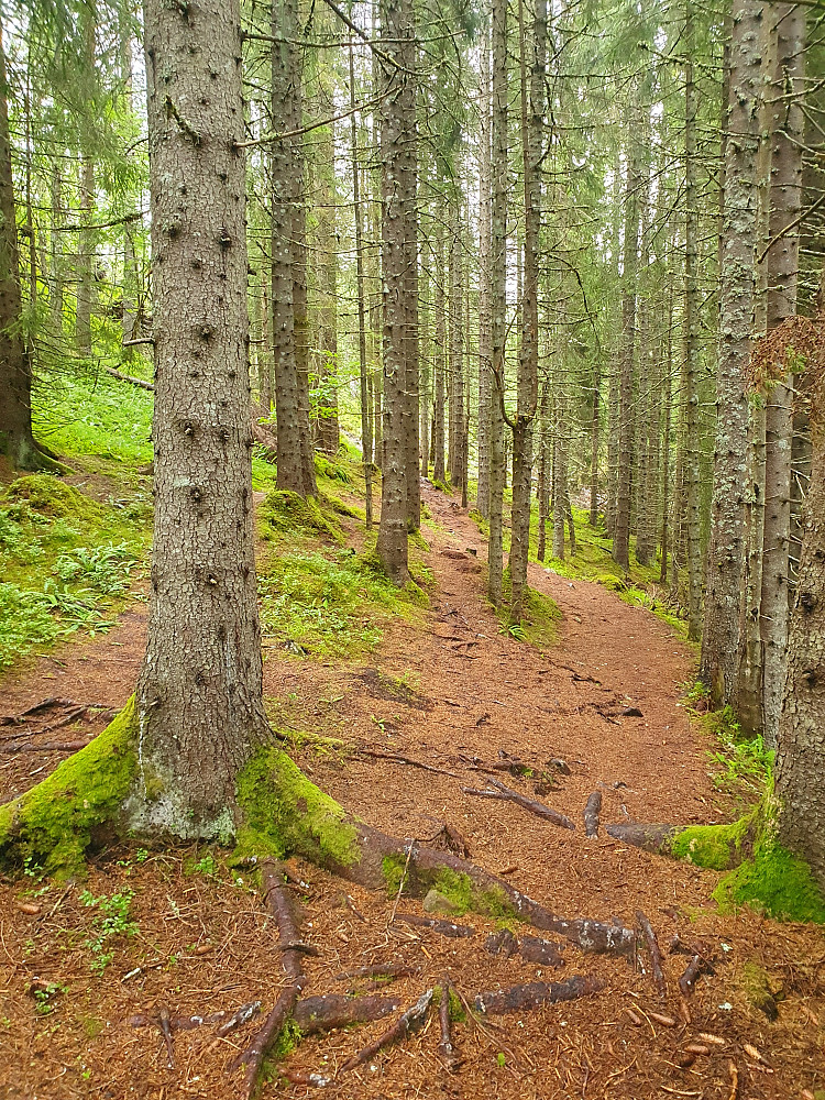 Stilig i skogen