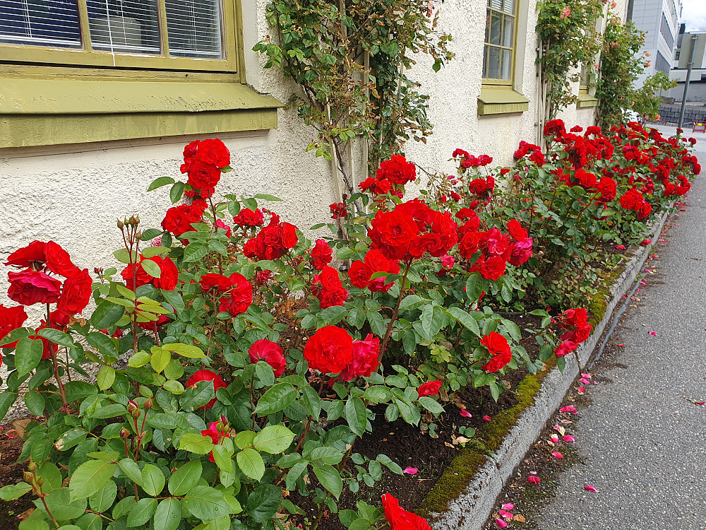 Rosenes by