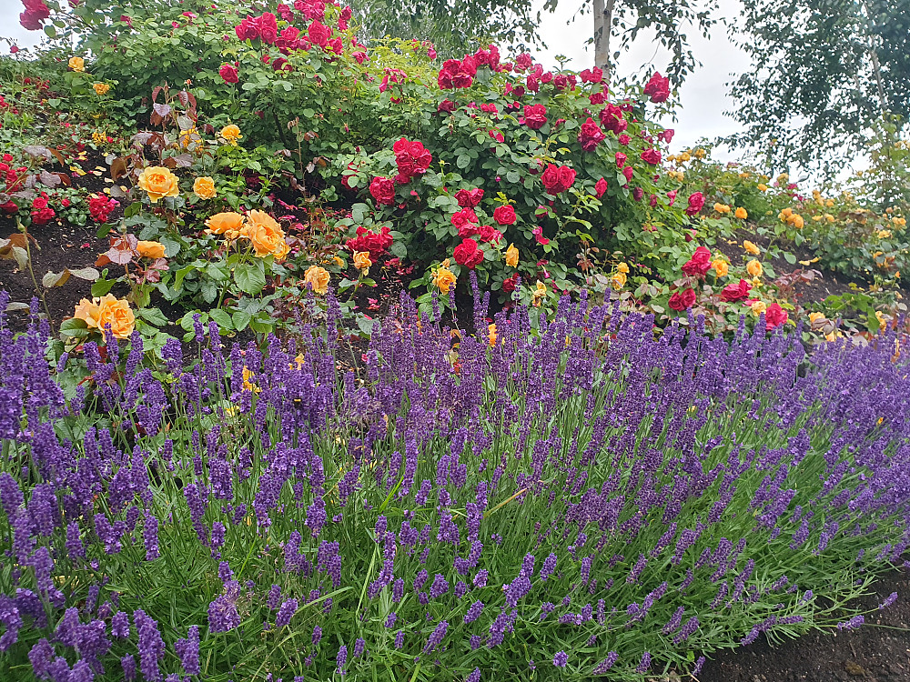 Lavendel og roser i Rosenes by