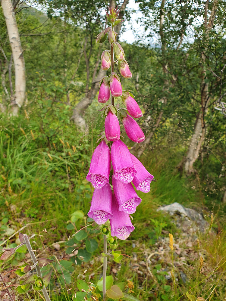 Revebjelle