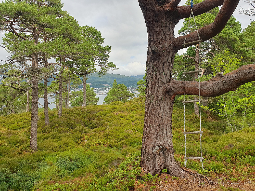 Hjertøytoppen