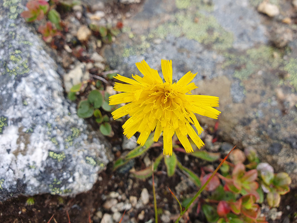 Fjellsveve