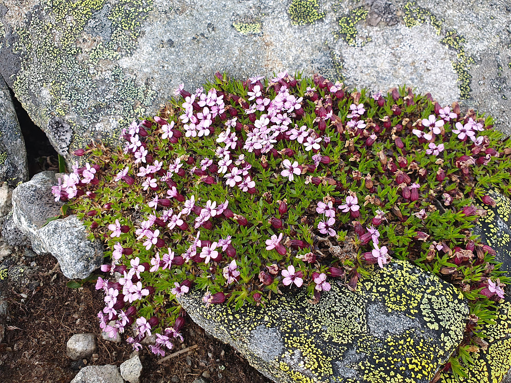 Fjellsmelle
