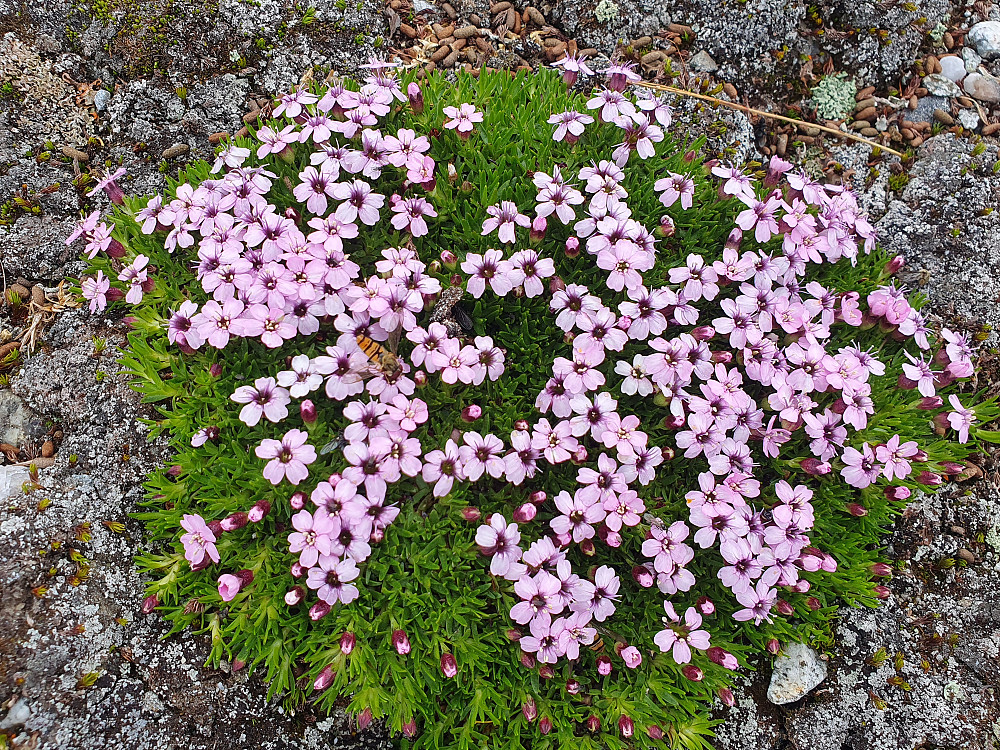 Fjellsmellle