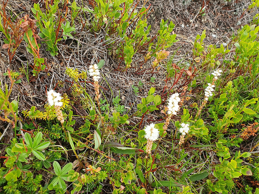 Harerug