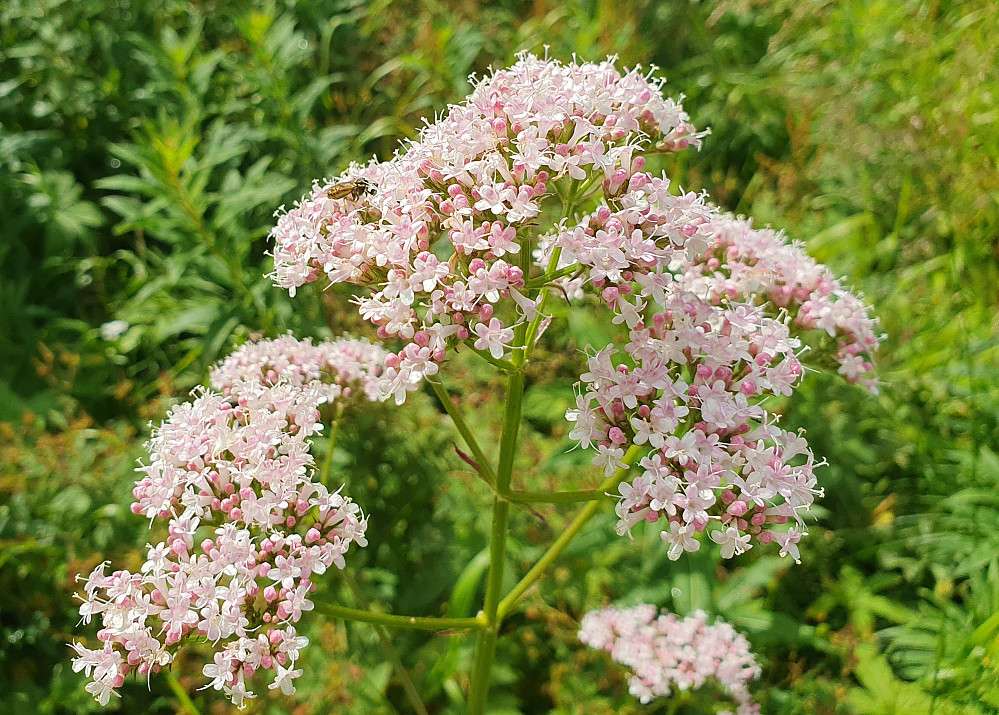 Vendelrot 