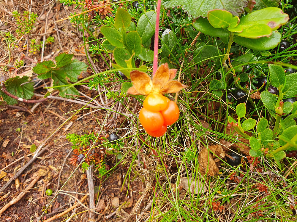 Spiste en del molte på turen 
