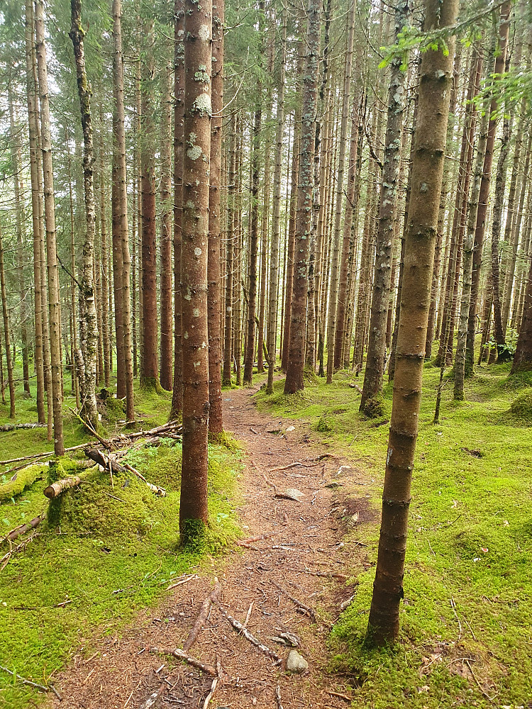 Fint i skogen ned mot Hjelset 