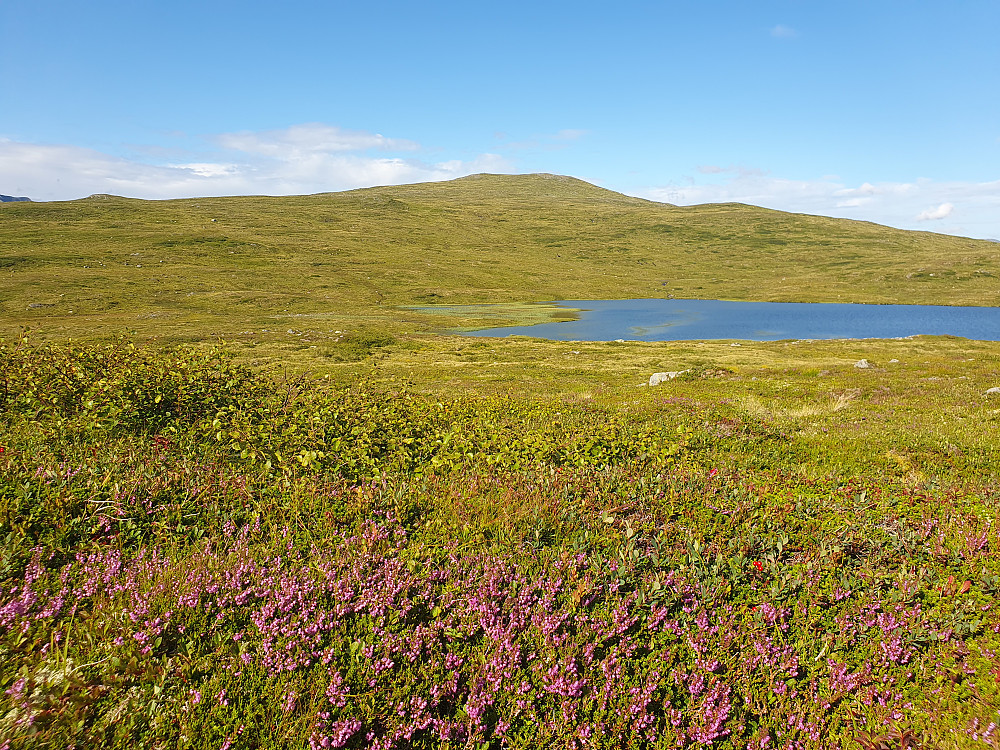 Maifjellet sett fra Måsvassheia 