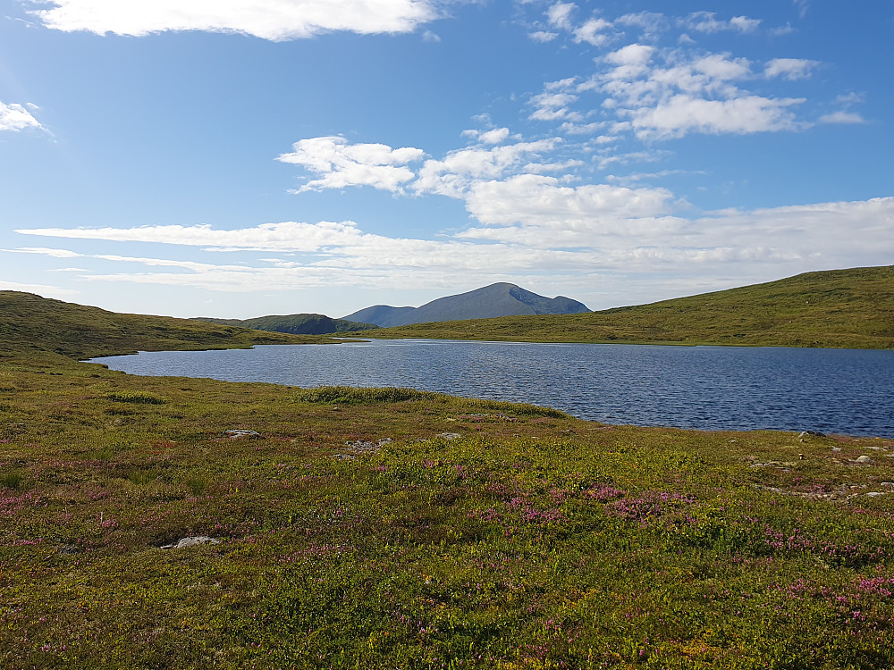 Ved Måsvatnet - mot Urfjellet 