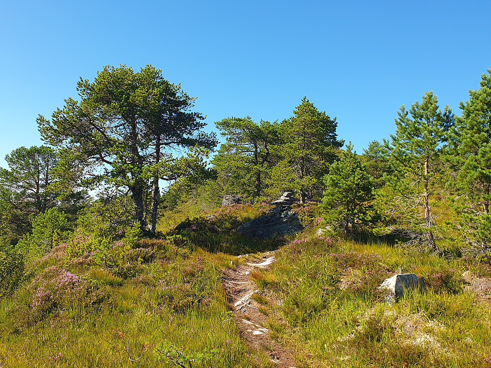 På stien opp mot Haukarheia 