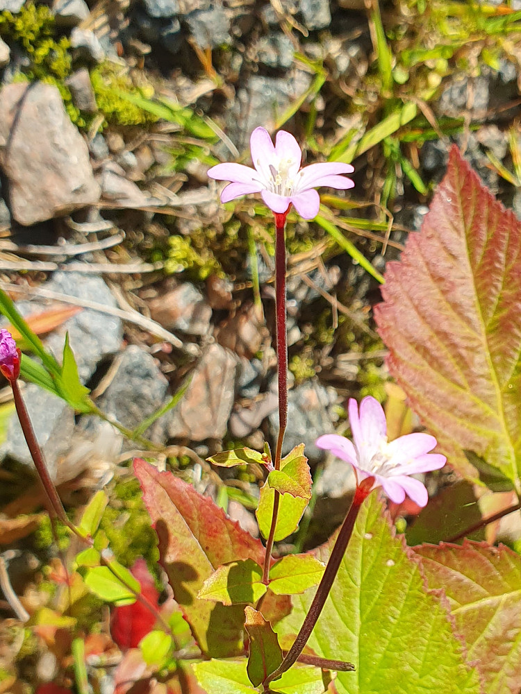 Krattmjølke 