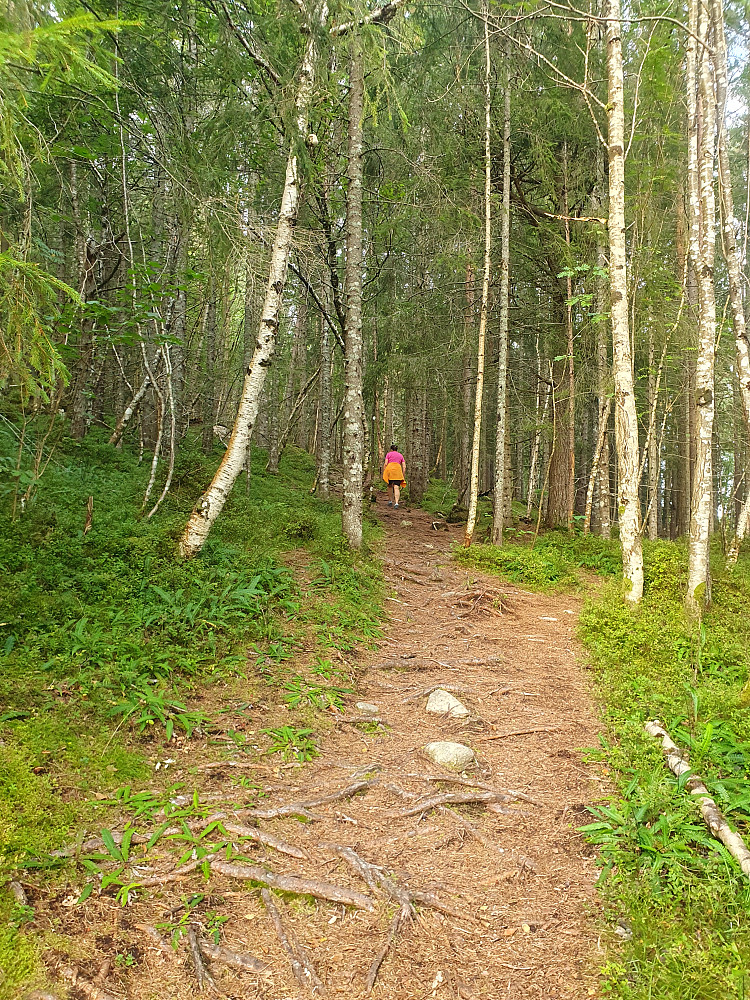 Inn i bjørkeskog 