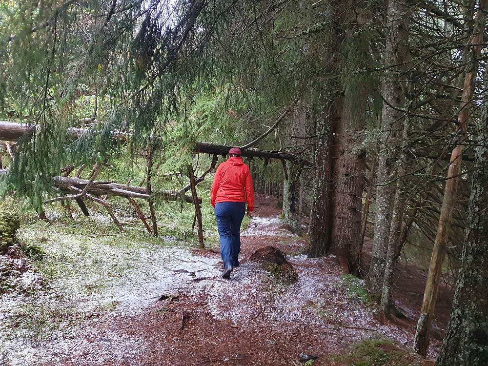 Litt nysnø 