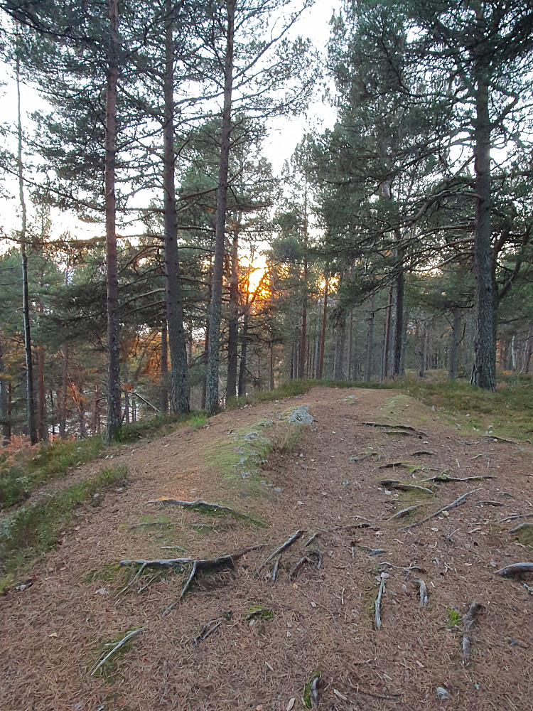 Sjølskotthaugen