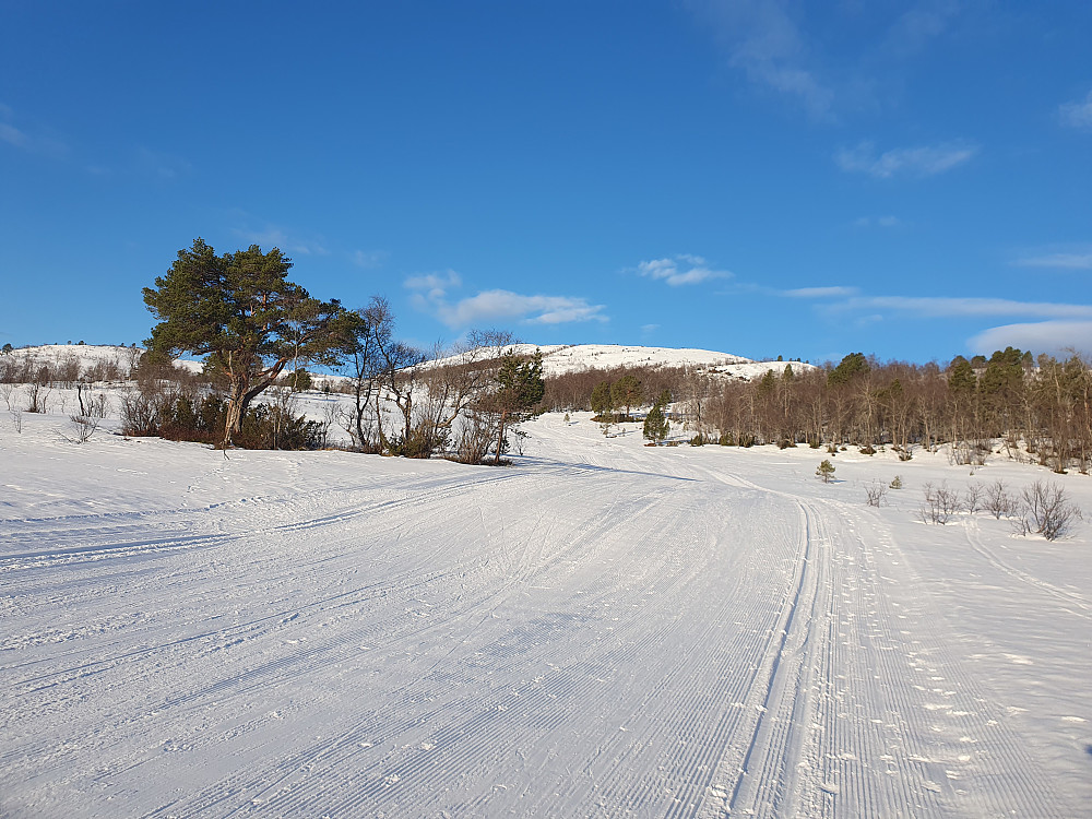 Mot Steinliheia